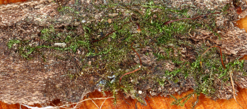 Campylophyllum hispidulum